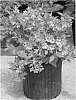 plant%20named%20%27Bokrasopin%27