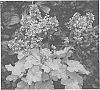 plant%20named%20%27Sweet%20Tart%27