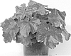plant%20named%20%27Galaxy%27