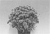 Chrysanthemum%20plant%20named%20%27Zanmuflaminneon%27