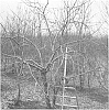 Apple%20tree%20named%20%27MAIA1%27