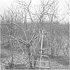 Apple%20tree%20named%20%27MAIA1%27
