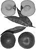 Peach%20tree%20named%20%27Fire%20Gem%27