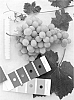 Grapevine%20plant%20named%20%27IFG%20Ten%27