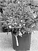 plant%20named%20%27Bokrasopea%27