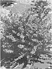 Barberry%20plant%20named%20%27Celeste%27