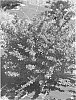Barberry%20plant%20named%20%27Celeste%27