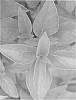 Variety%20of%20basil%20plant%20named%20%27Ajaka%27