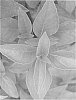 Variety%20of%20basil%20plant%20named%20%27Ajaka%27