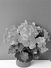 plant%20named%20%27KRSSUCO01%27
