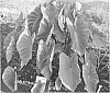 plant%20named%20%27HAWAIIAN%20PUNCH%27