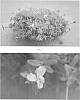 plant%20named%20%27SAKPOR005%27