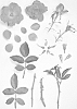 Shrub%20rose%20plant%20named%20%27KORdreikono%27
