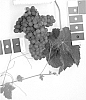 Grapevine%20%27IFG%20Fourteen%27
