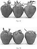 Strawberry%20plant%20named%20%27Walker%27