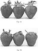 Strawberry%20plant%20named%20%27Walker%27