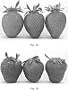 Strawberry%20plant%20named%20%27Herriot%27