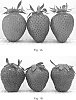 Strawberry%20plant%20named%20%27Herriot%27