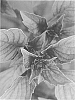 Variety%20of%20basil%20plant%20named%20%27Wild%20Magic%27