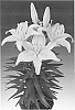 Lily%20plant%20named%20%27Tiny%20Glow%27
