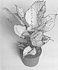 plant%20named%20%27KKAG1201%27