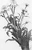 plant%20named%20%27Honeydew%27