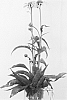 plant%20named%20%27Cleopatra%27