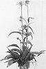 plant%20named%20%27Cleopatra%27