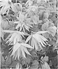 plant%20named%20%27Zocoro%27