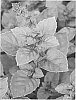 Variety%20of%20basil%20plant%20named%20%27Dark%20Lady%27