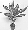 plant%20named%20%27Mass%20Coast%27