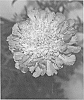 plant%20named%20%27SGIBL01-0%27