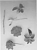 Floribunda%20rose%20plant%20named%20%27Isle%20of%20View%27