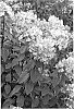 plant%20named%20%27RENDIA%27