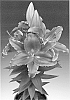 Lily%20plant%20named%20%27Sunny%20Martinique%27
