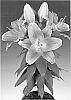Lily%20plant%20named%20%27Sunny%20Robyn%27
