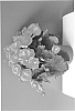 plant%20named%20%27KRSSUSA01%27