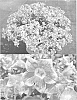 plant%20named%20%27Sunsurf%20Suika%27