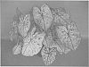 plant%20named%20%27UF-85-5%27