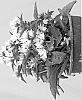 plant%20named%20%27Allgentiw%27
