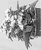 plant%20named%20%27Allgentiw%27