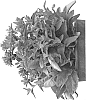 plant%20named%20%27Allgentibl%27