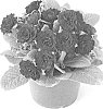 plant%20named%20%27KERBELRED%27