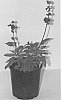 plant%20named%20%27SCAPU14-0%27