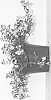 plant%20named%20%27SBABB10-0%27