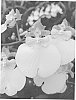 Oncidium%20Sweet%20Sugar%20%27Lemon%20Drop%27