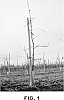 Apple%20tree%20named%20%27DS%2041%27