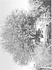 plant%20named%20%27American%20Mesquite%27
