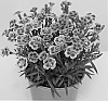 Carnation%20plant%20named%20%27KLEDG12163%27