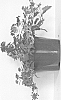 plant%20named%20%27VVIDR15-0%27